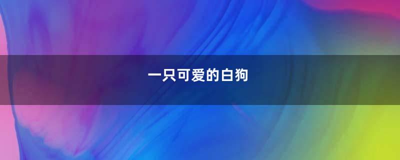 一只可爱的白狗