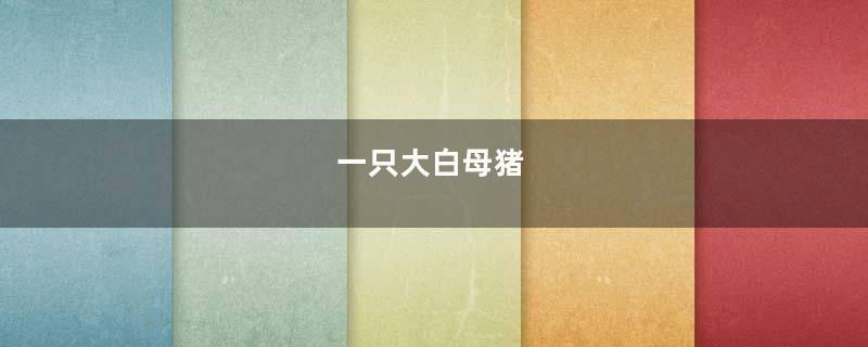 一只大白母猪