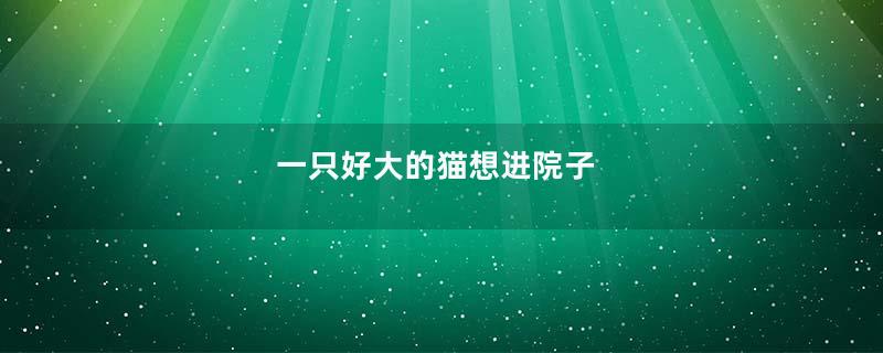 一只好大的猫想进院子