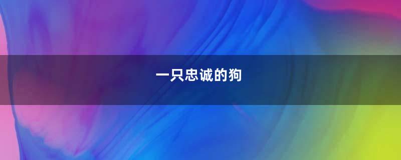 一只忠诚的狗