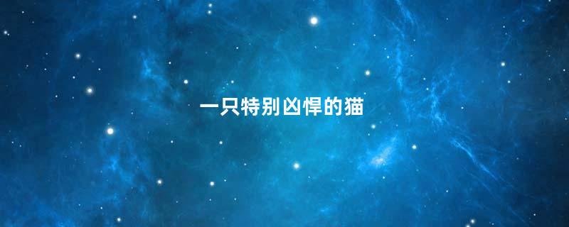 一只特别凶悍的猫