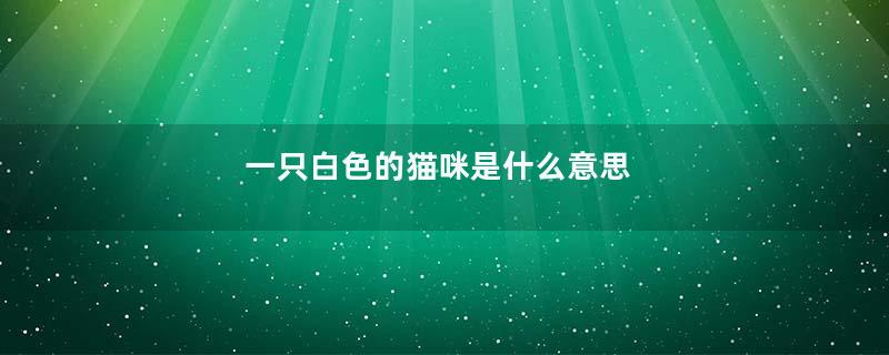 一只白色的猫咪是什么意思