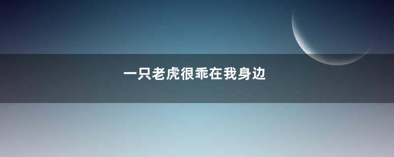 一只老虎很乖在我身边