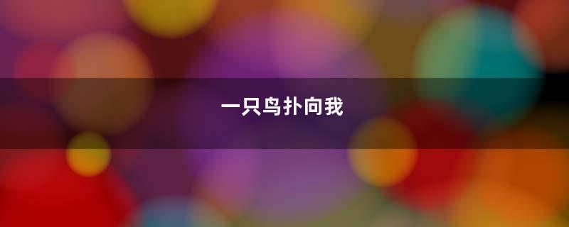 一只鸟扑向我