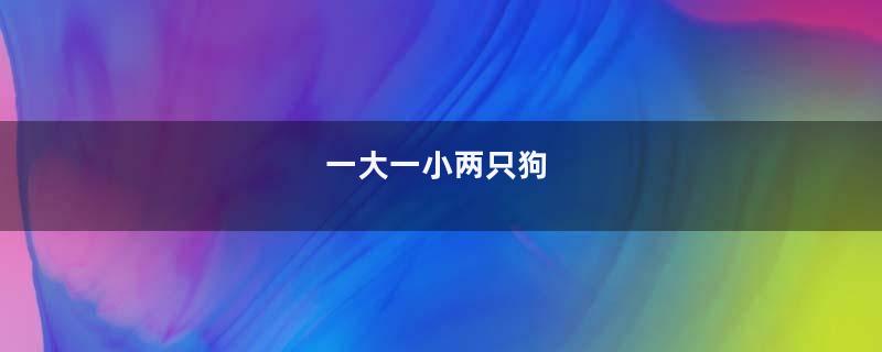 一大一小两只狗