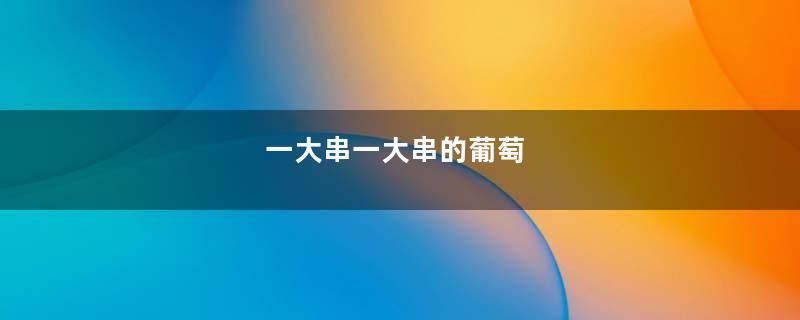 一大串一大串的葡萄