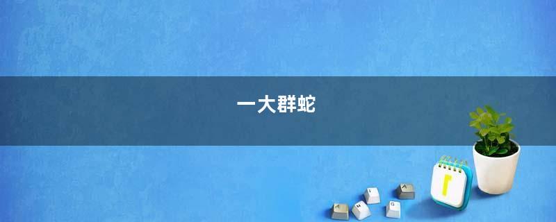 一大群蛇