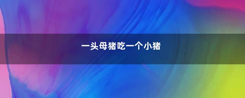 一头母猪吃一个小猪