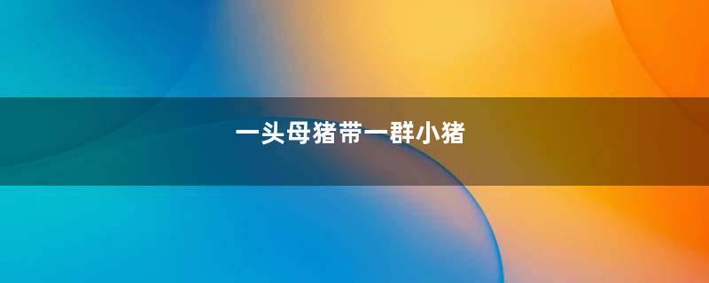 一头母猪带一群小猪