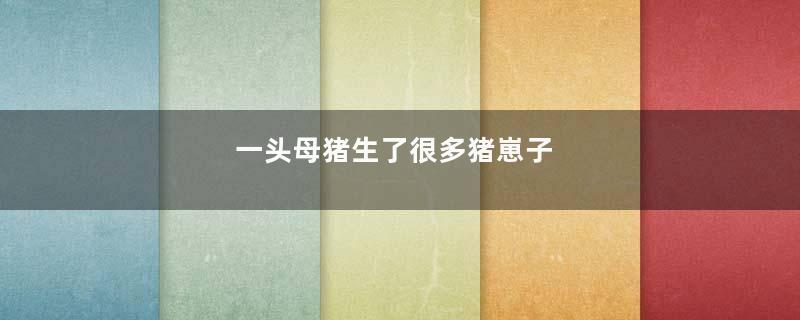 一头母猪生了很多猪崽子