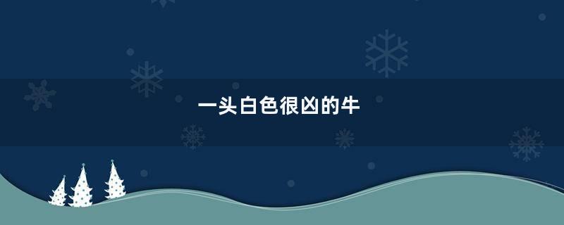 一头白色很凶的牛