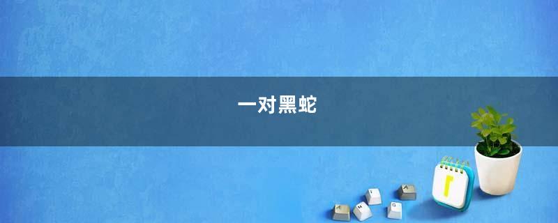 一对黑蛇