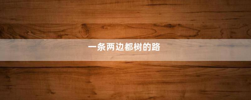 一条两边都树的路