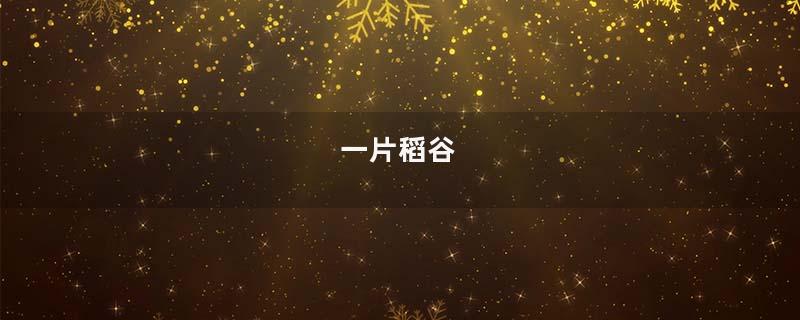 一片稻谷