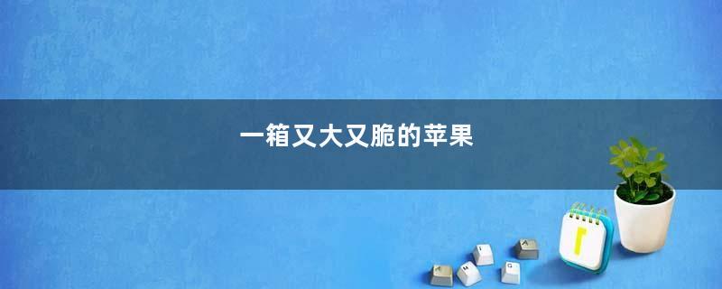 一箱又大又脆的苹果