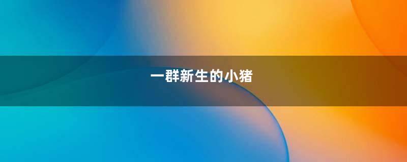 一群新生的小猪