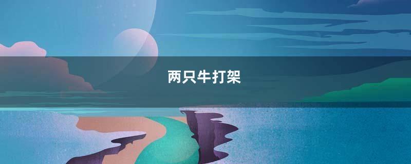 两只牛打架