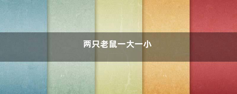 两只老鼠一大一小