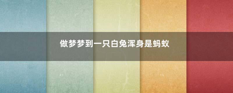 做梦梦到一只白兔浑身是蚂蚁