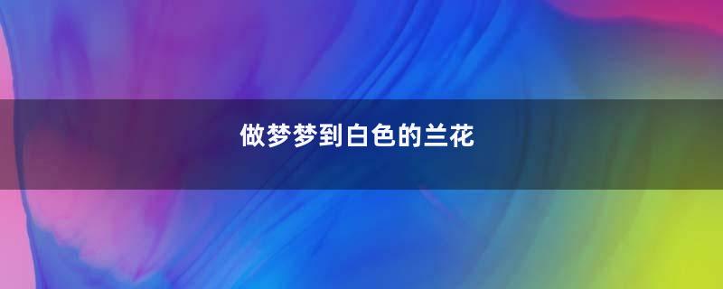 做梦梦到白色的兰花