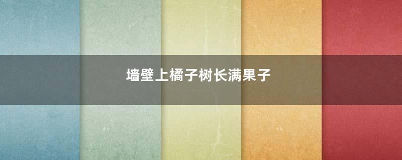 墙壁上橘子树长满果子
