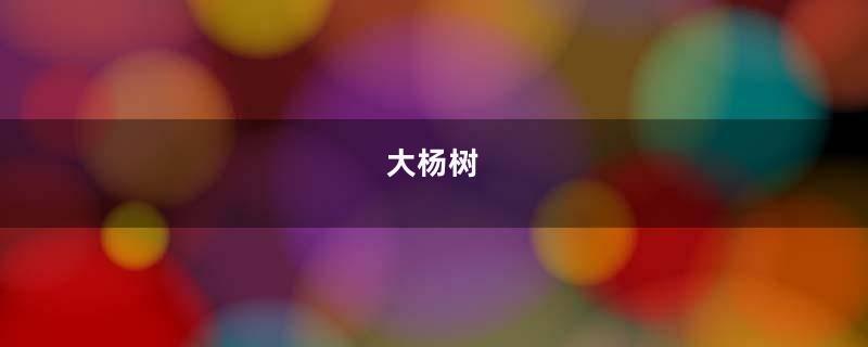 大杨树