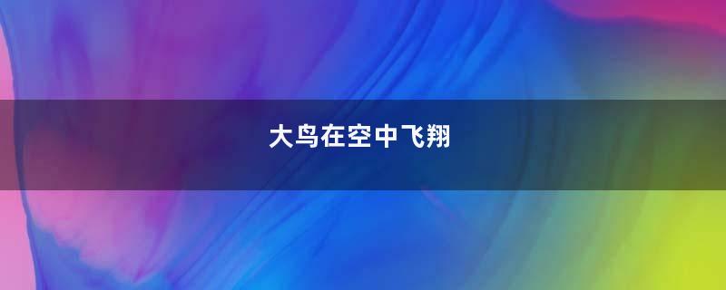 大鸟在空中飞翔