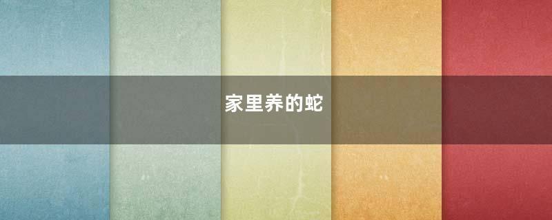 家里养的蛇
