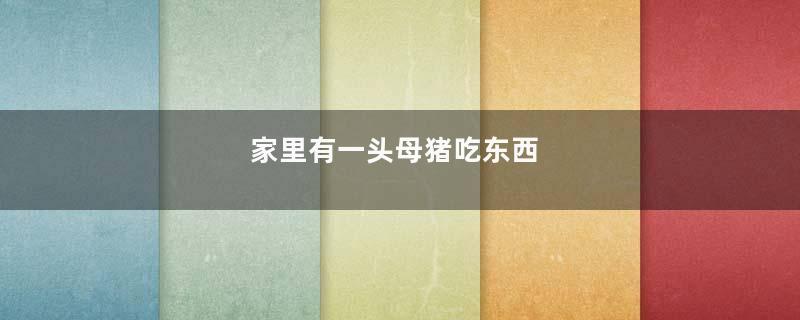 家里有一头母猪吃东西