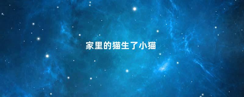 家里的猫生了小猫