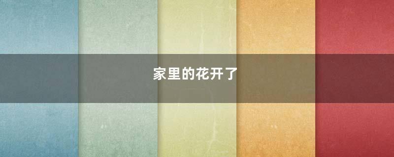 家里的花开了