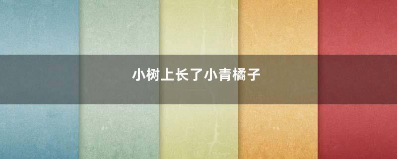 小树上长了小青橘子