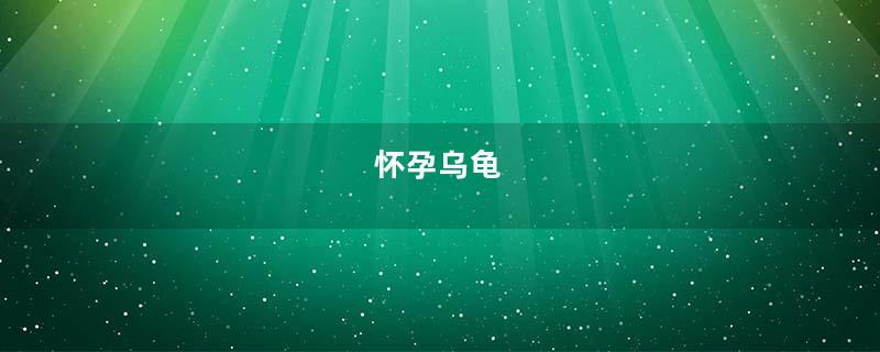 怀孕乌龟