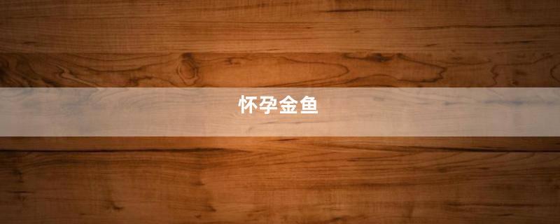 怀孕金鱼