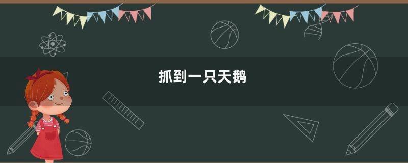 抓到一只天鹅