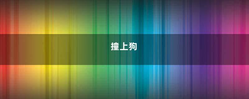 撞上狗