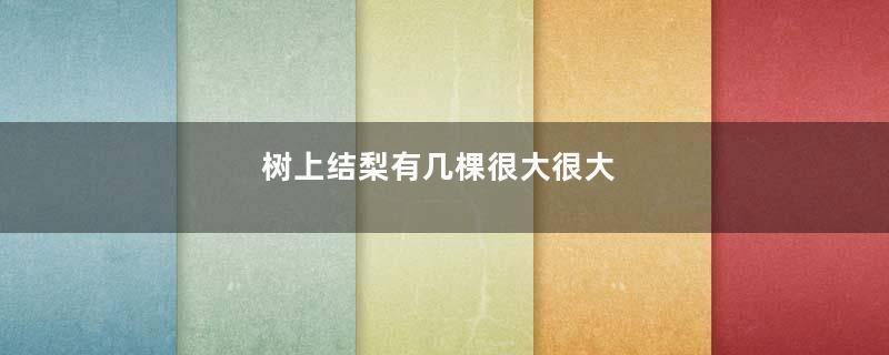 树上结梨有几棵很大很大