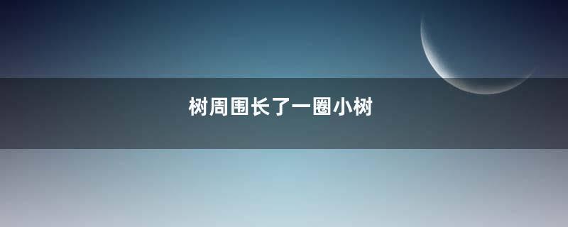 树周围长了一圈小树