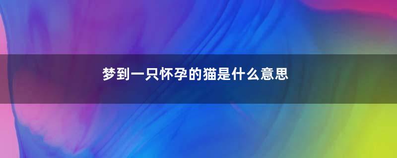 梦到一只怀孕的猫是什么意思