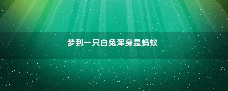 梦到一只白兔浑身是蚂蚁