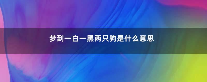 梦到一白一黑两只狗是什么意思