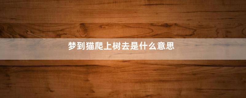 梦到猫爬上树去是什么意思