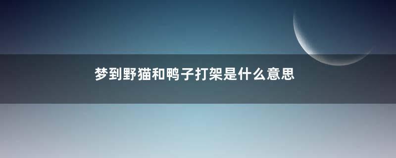 梦到野猫和鸭子打架是什么意思