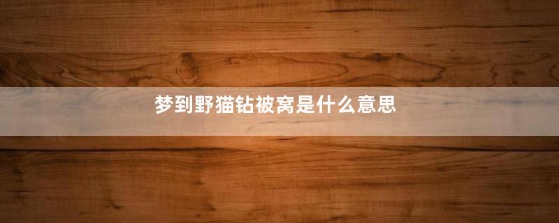 梦到野猫钻被窝是什么意思