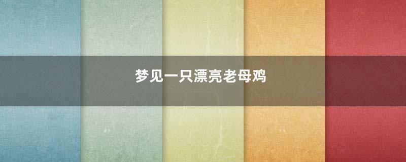 梦见一只漂亮老母鸡