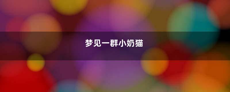 梦到一群小奶猫
