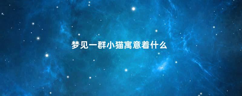 梦见一群小猫寓意着什么