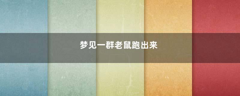 梦到一群老鼠跑出来