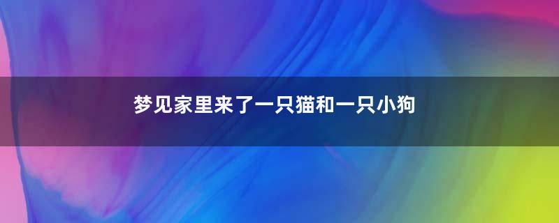 梦见家里来了一只猫和一只小狗