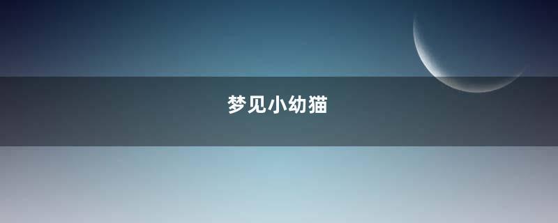 梦到小幼猫